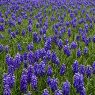 Muscari armeniacum